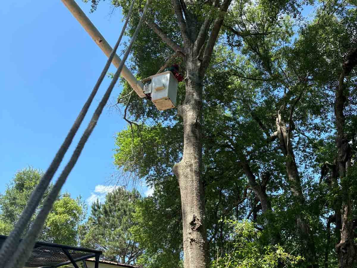 El Costeño Tree Service LLC